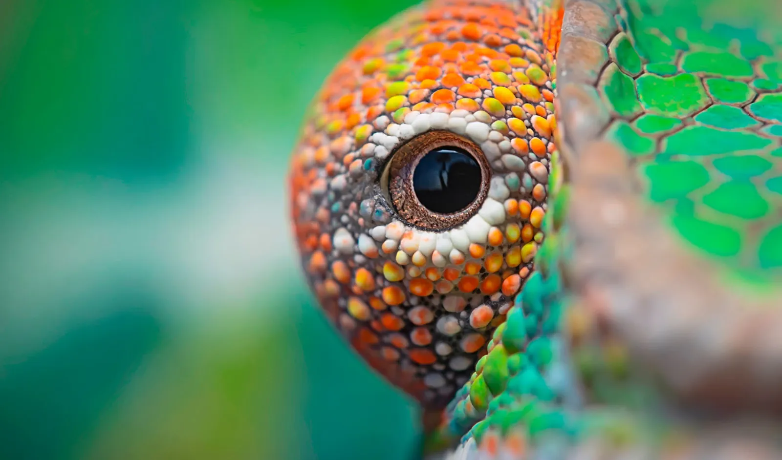 De kop van een kameleon van dichtbij