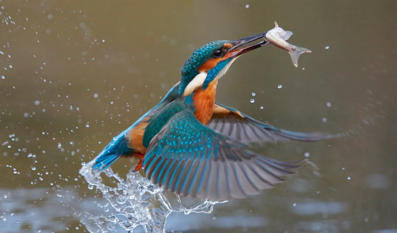 Een ijsvogel die opvliegt met een visje