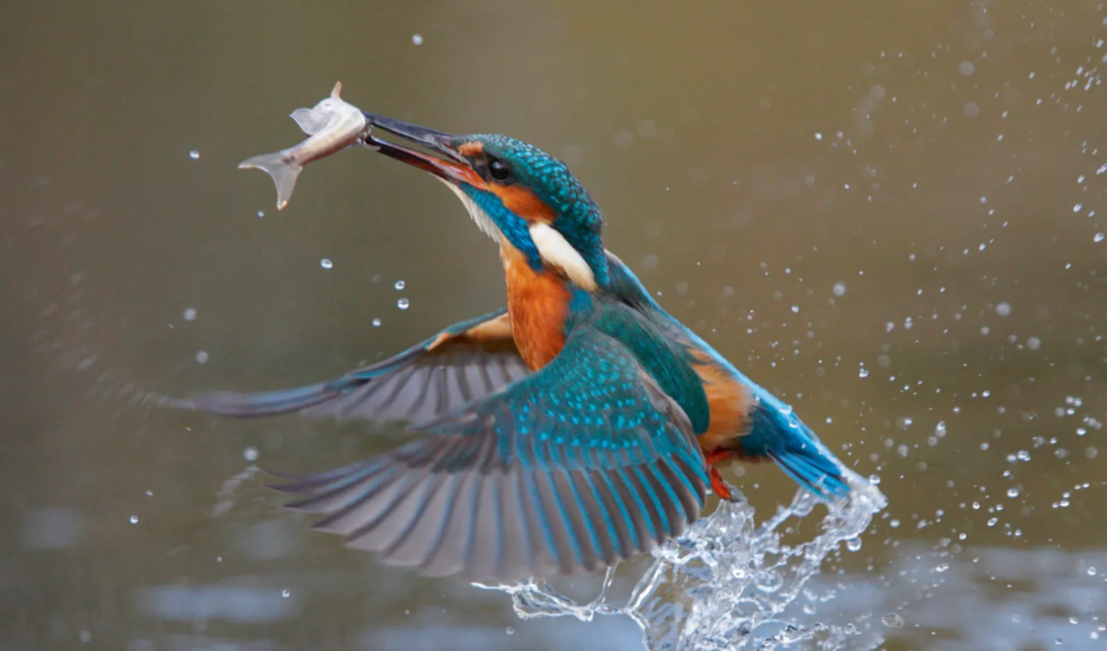 Een ijsvogel die opvliegt met een visje