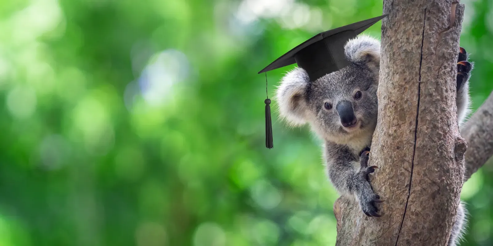 Een koala in een boom met een afstudeerhoed op