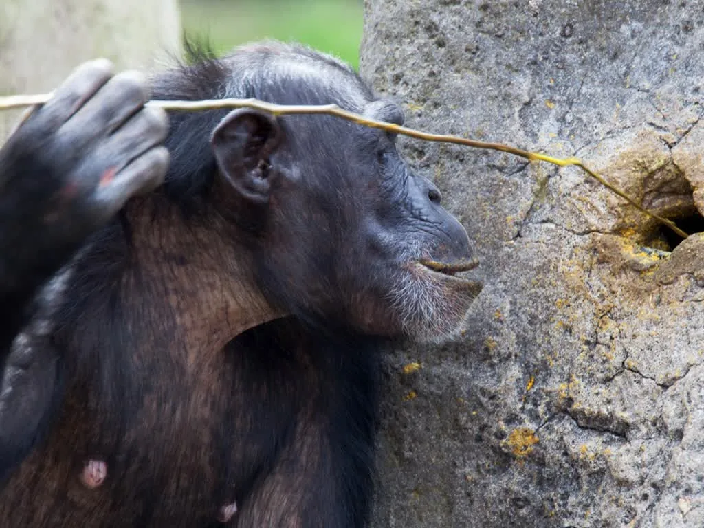 Een chimpansee die een takje als gereedschap gebruikt
